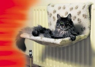 cat on radiator.jpg
